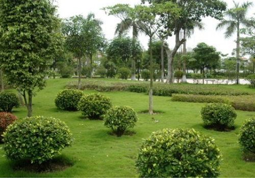 大學(xué)校園綠化項目